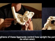 Penis Ligaments and Erection Angle: Prop demonstration stretching explained